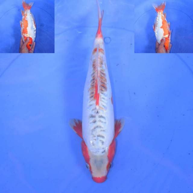 33CM HANA SHUSUI