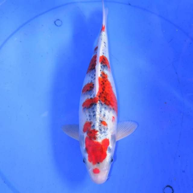 32CM GOSHIKI PROSPECT BAGUS