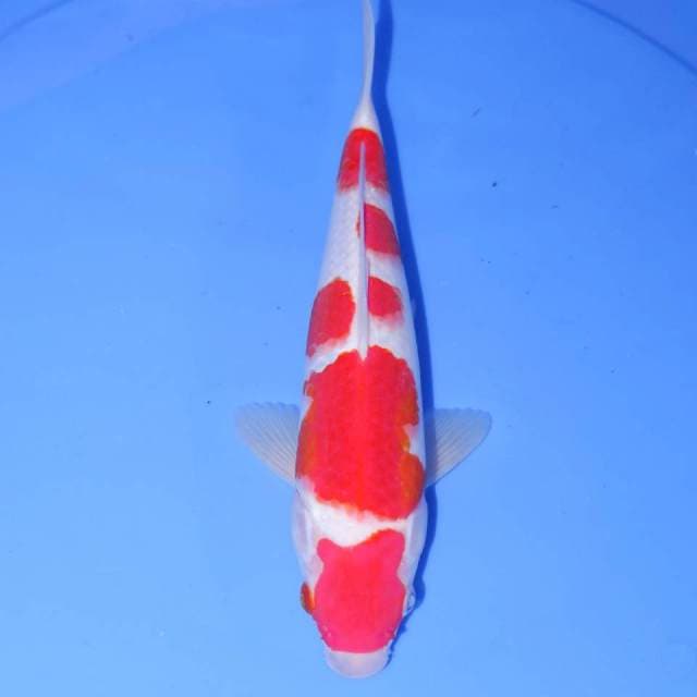 28CM GONDAIME KOHAKU