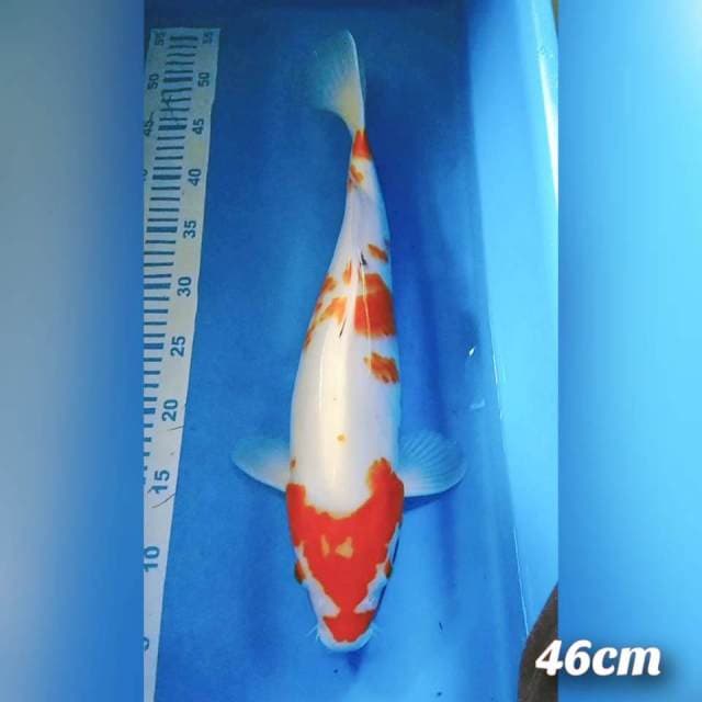 Kohaku 46cm