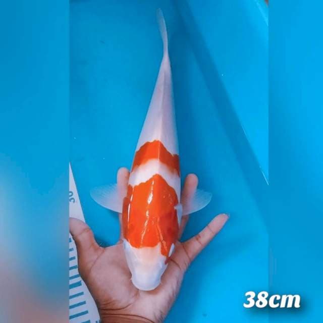 Kohaku 38cm