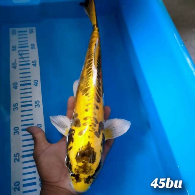 Kiko 45bu