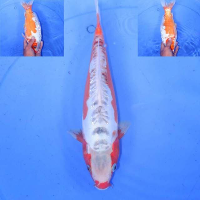 30cm F1 HANA SHUSUI