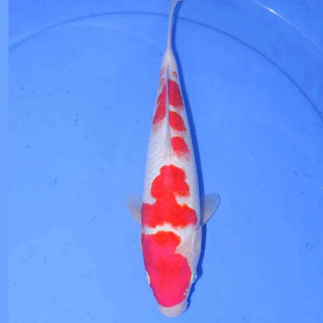 31cm KOHAKU TOTOL-TOLOL