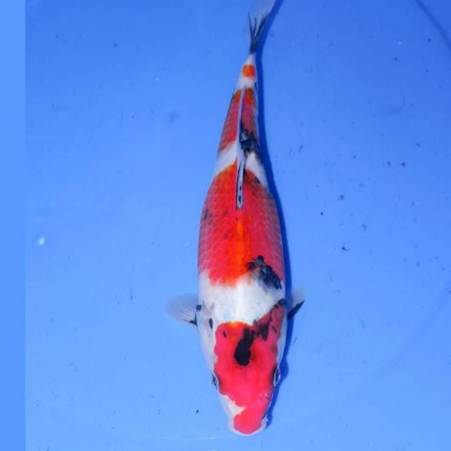 TATEGOI KINDAI SHOWA