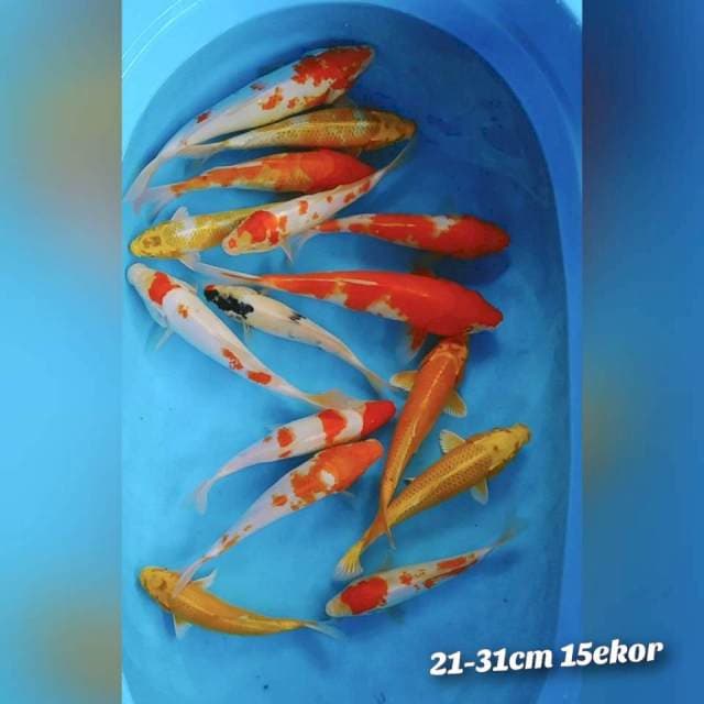 Paket mixx 21-31cm