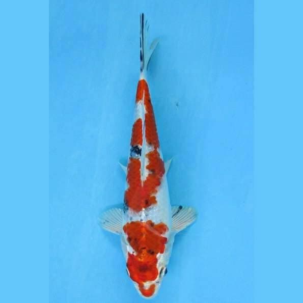 Near Koi - Yamato Nishiki 24cm