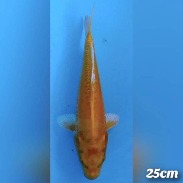 Ogon doidsu 25cm