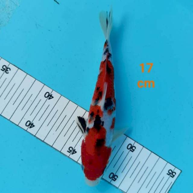 ~ SANKE 17cm ~