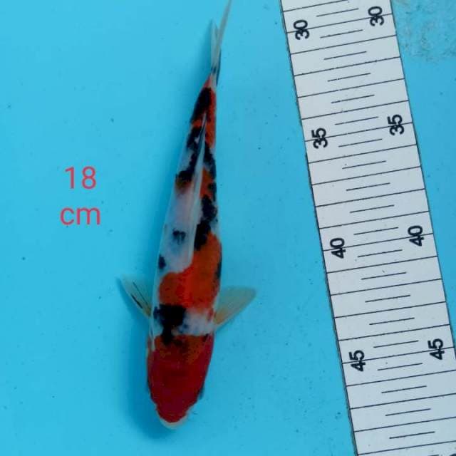 ~ SANKE 18cm ~