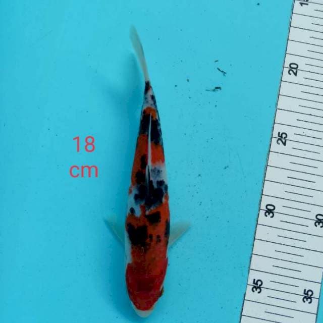 ~ SANKE 18cm ~