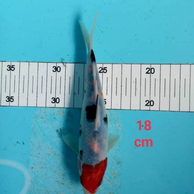 ~ SANKE 18cm ~