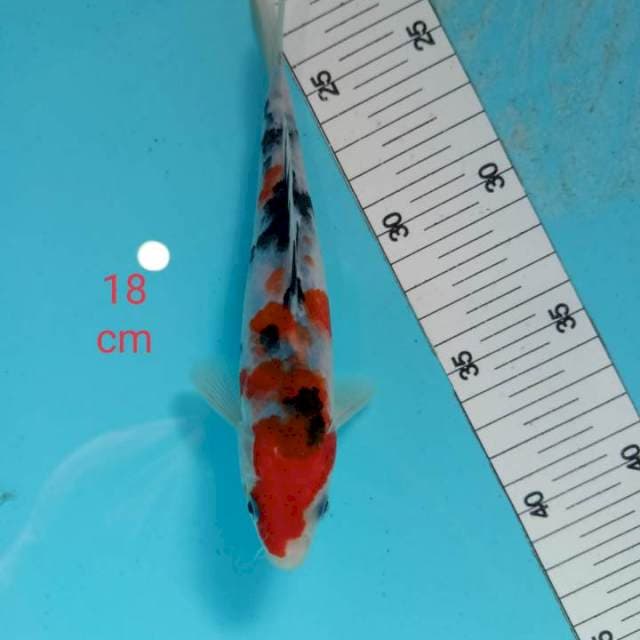 ~ SANKE 18cm