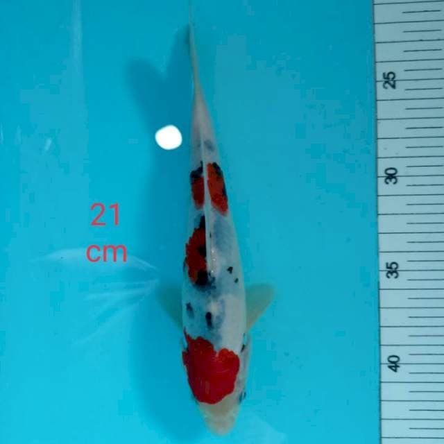 ~ SANKE 21cm ~