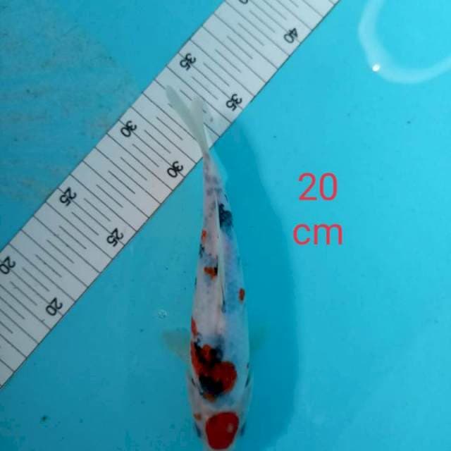 ~ SANKE 20cm ~