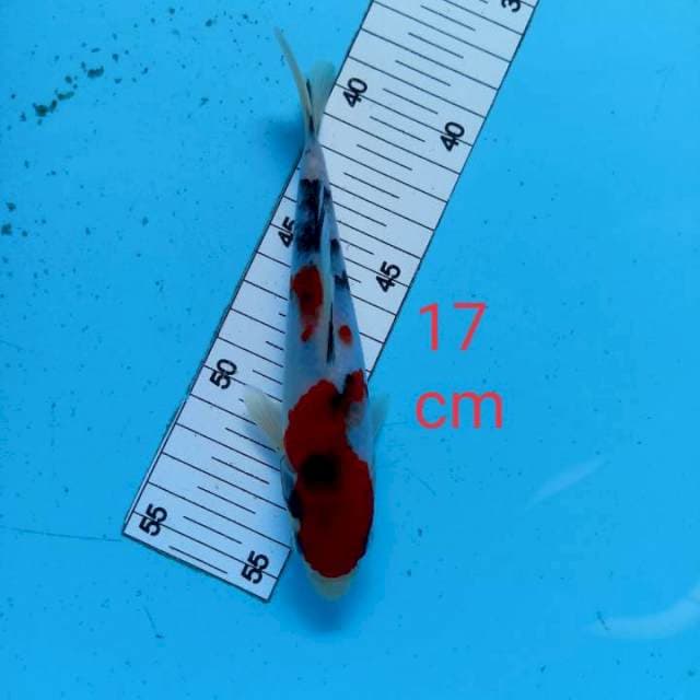 ~ SANKE 17cm ~