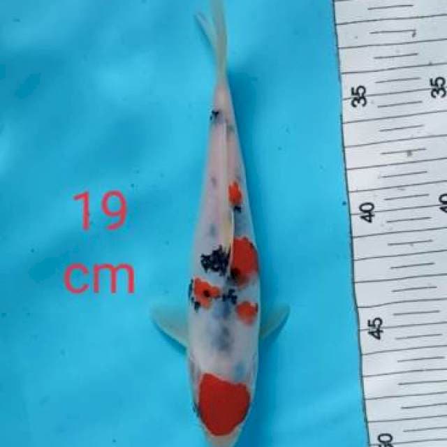 ~ SANKE 19cm ~