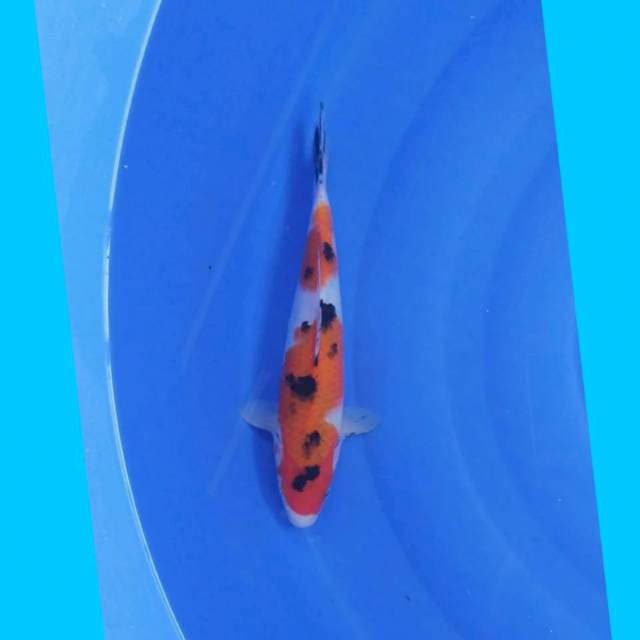 Sanke 30cm
