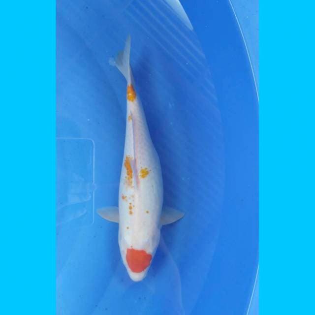 Tancho kohaku 36cm