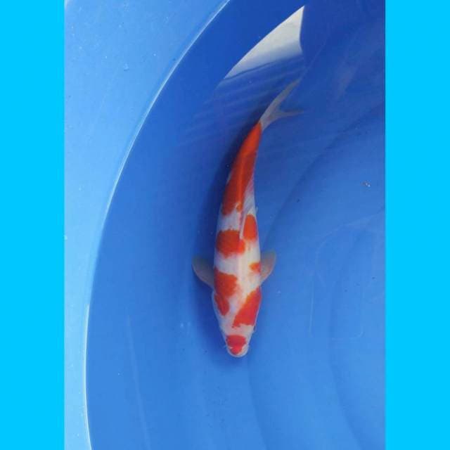 Kohaku 35cm