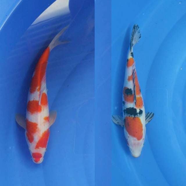 Kohaku Sanke mix