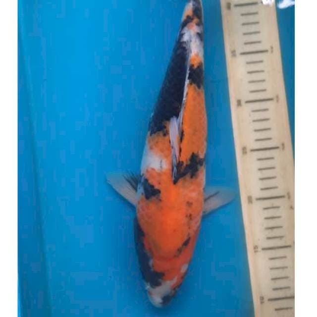 Showa 36cm.