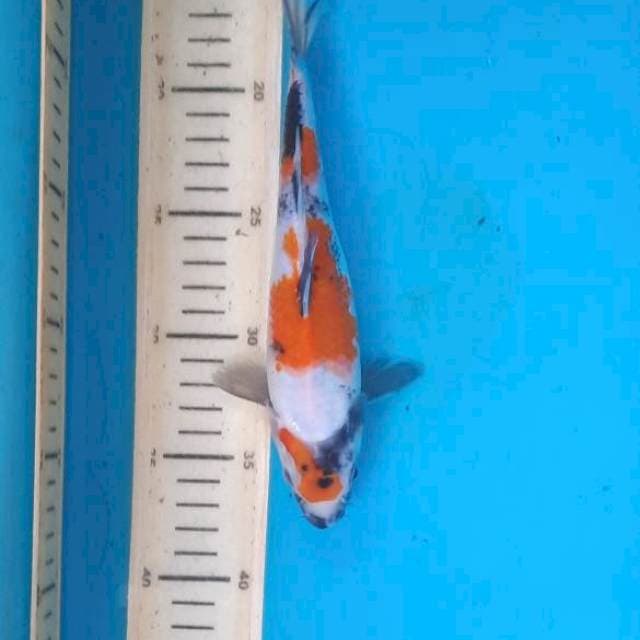 Showa maruten 20cm