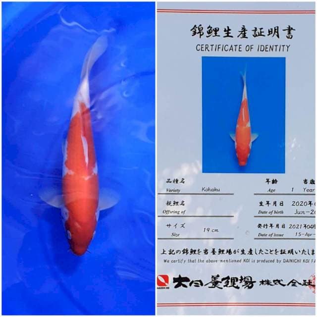 Kohaku Import Dainichi