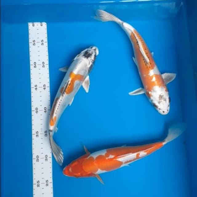 Paket 25-27cm 3ekor