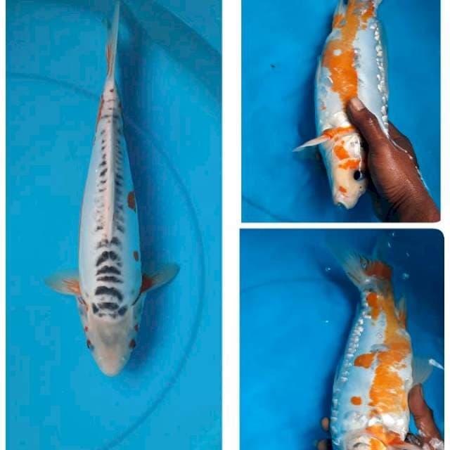 Shusui 36cm
