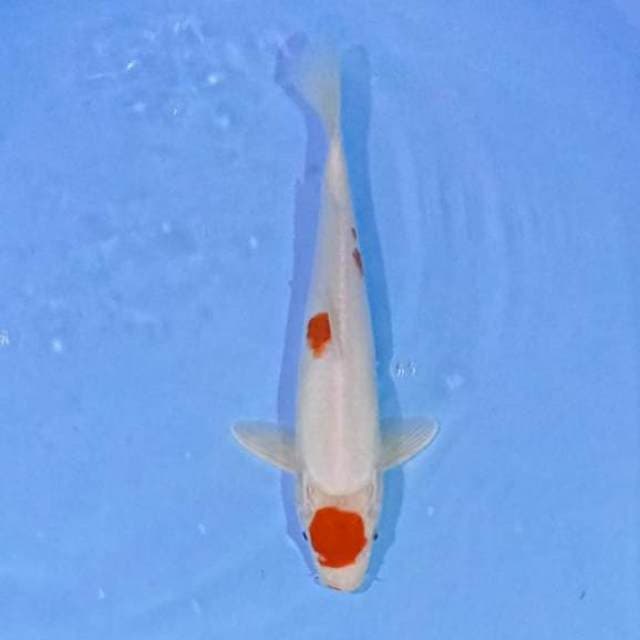 Kohaku hikari