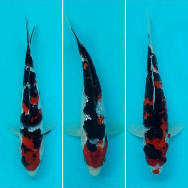 Three Of King - Mini Showa Jetblack