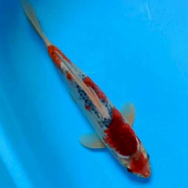 GHOSIKI 27 CM
