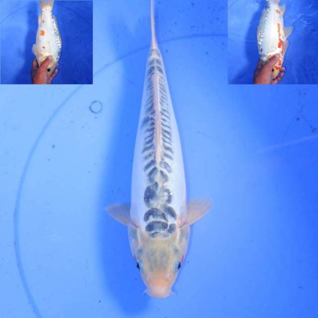32CM SHUSUI RING OK