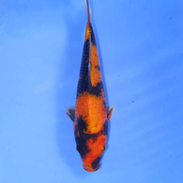HI UTSURI