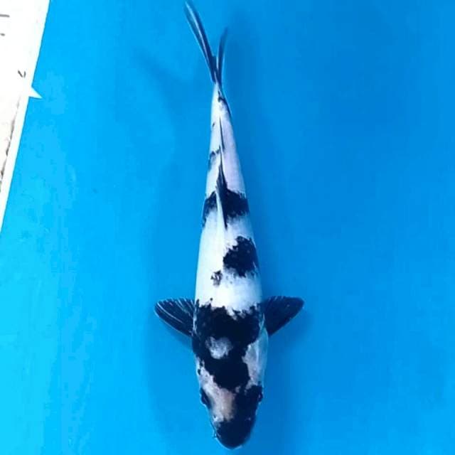 Shiro, 18 cm