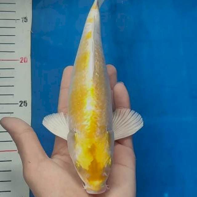 24cm Hariwake