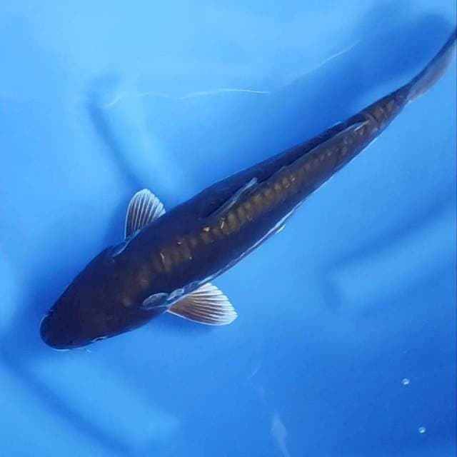 27 cm # KAWARIMONO