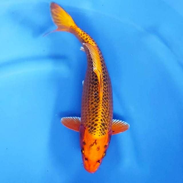 34 cm # MATSUKAWABAKE