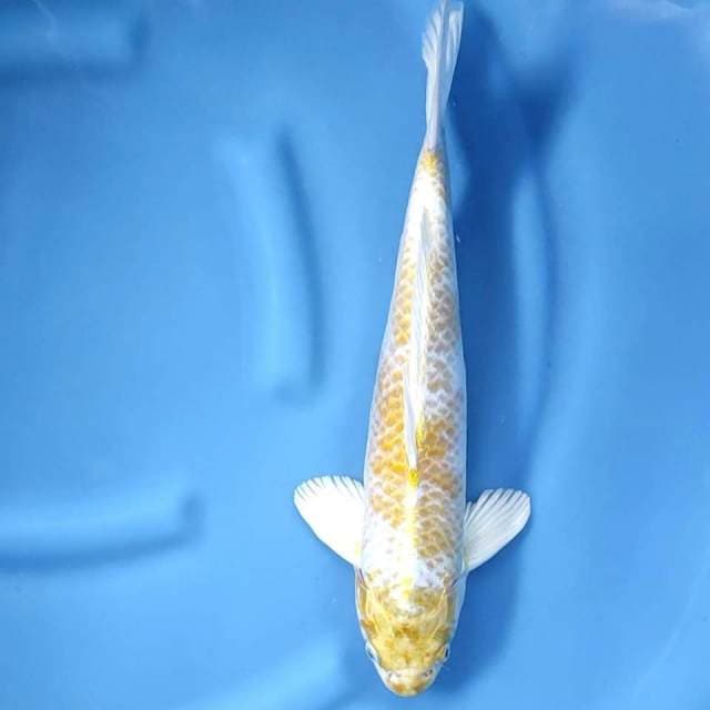 40 cm # HARIWAKE