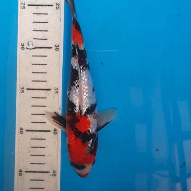 Showa gindrin 23cm