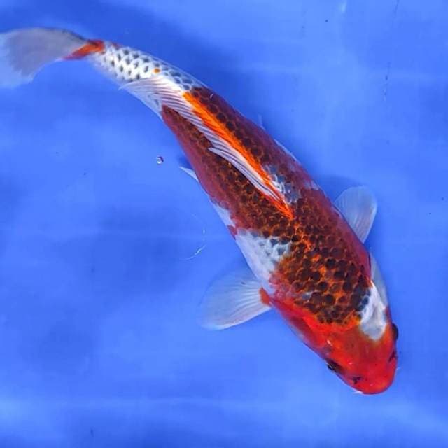 31 cm # KOROMO