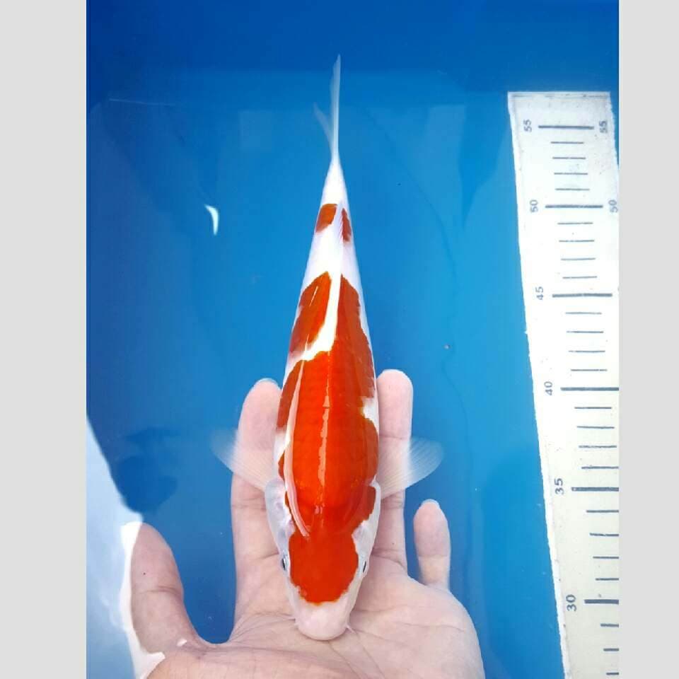 kohaku merah darah super