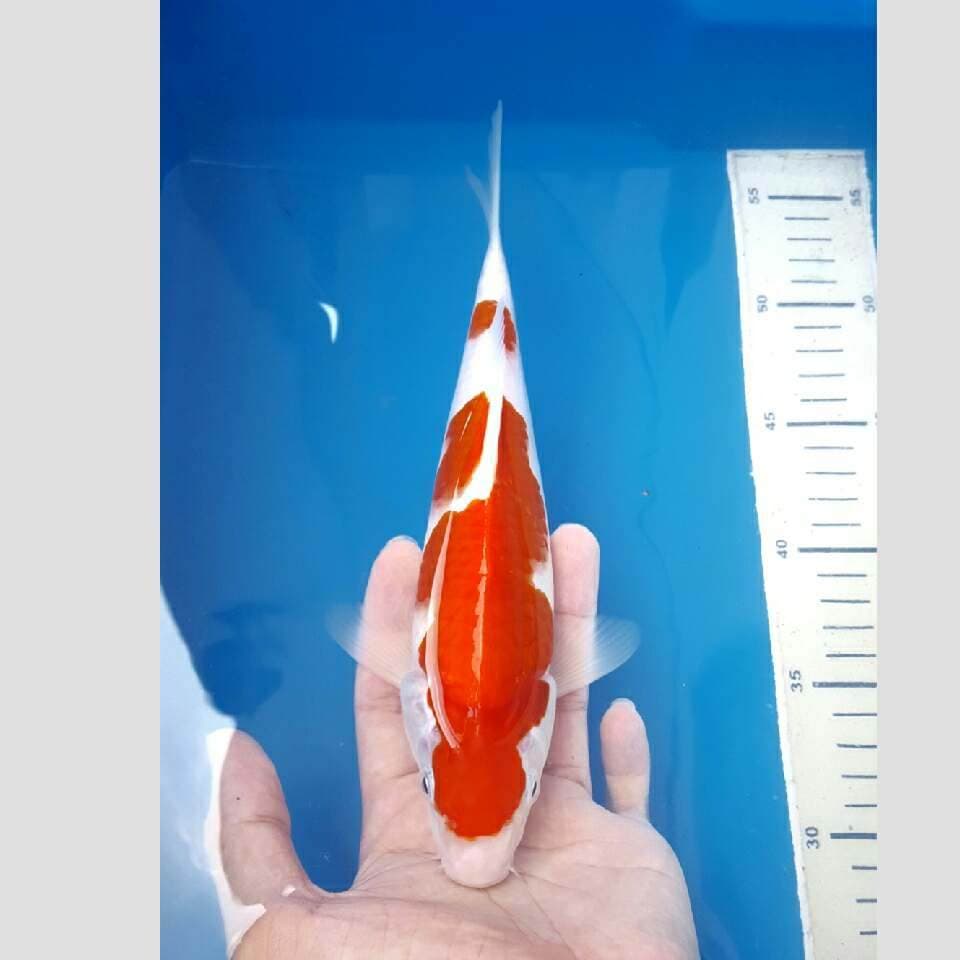 kohaku merah darah super