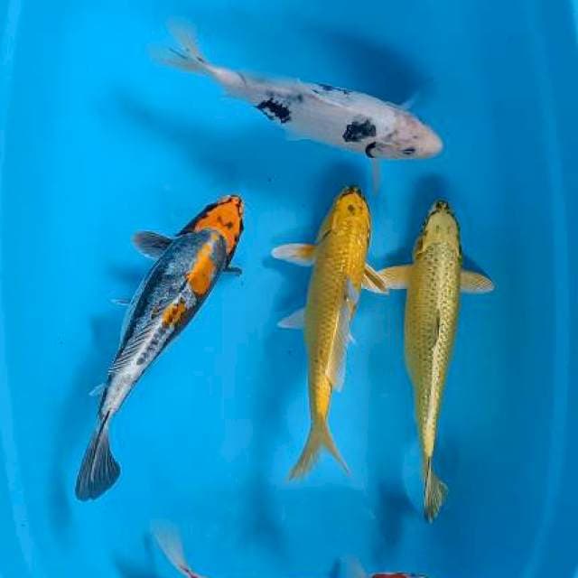 Mix 29-30-30-31-32cm