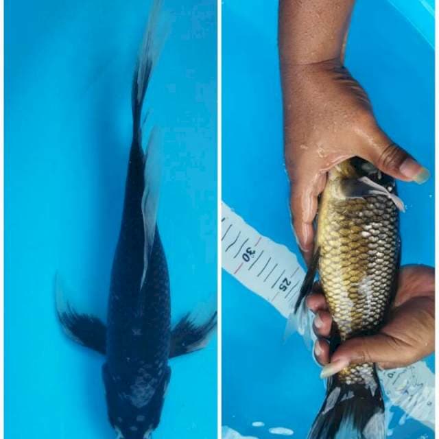 KUMPAY ANTIK 32 CM