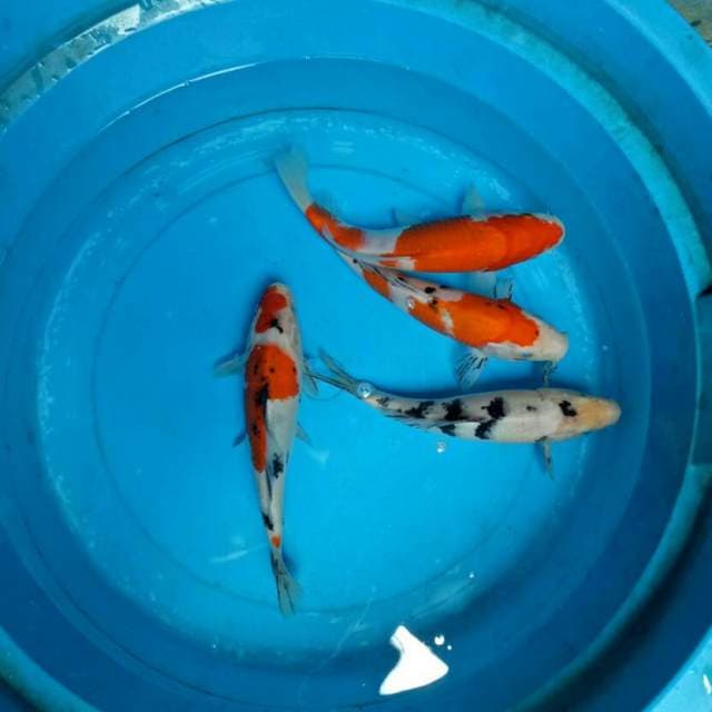 Mix 4ekor 25 cm