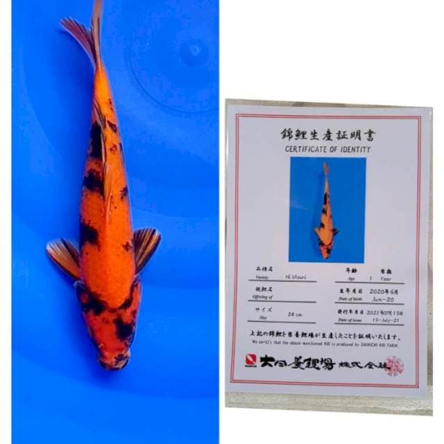 Hi Utsuri Dainichi