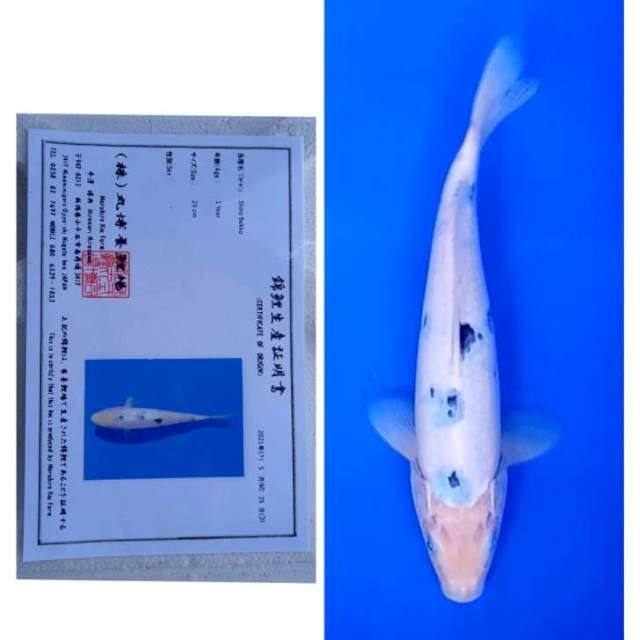 Bekko Maruhiro