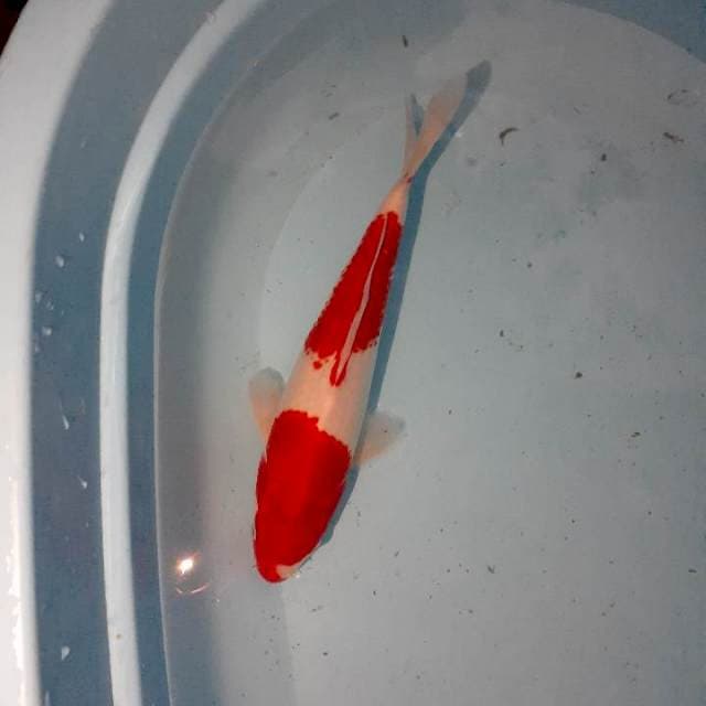 Kohaku
